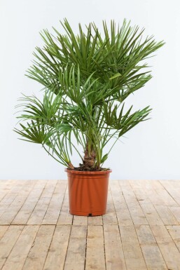 Europese Dwergpalm Chamaerops Humilis Struik 80-100 Pot Europese Dwergpalm / Chamaerops Humilis struik 80-100 cm