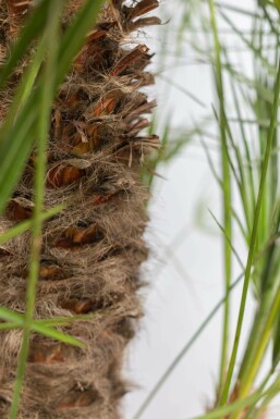 Europese Dwergpalm / Chamaerops Humilis struik 80-100 cm