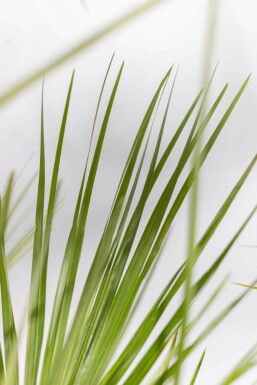 Europese Dwergpalm / Chamaerops Humilis struik 80-100 cm