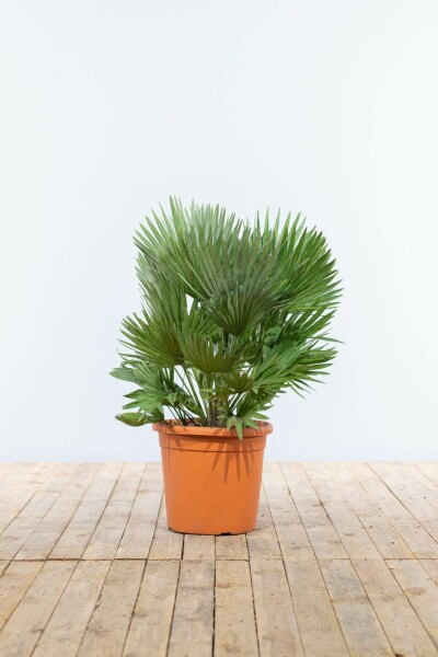 Dwergpalm / Chamaerops Humilis Vulcano struik 20-40 cm