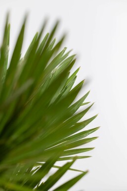 Dwergpalm / Chamaerops Humilis Vulcano struik 20-40 cm