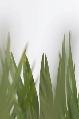 Dwergpalm Chamaerops Humilis Vulcano Struik 80-100 Pot Dwergpalm / Chamaerops Humilis Vulcano struik 80-100 cm