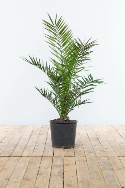 Canarische Dadelpalm / Phoenix Canariensis struik 100-125 cm