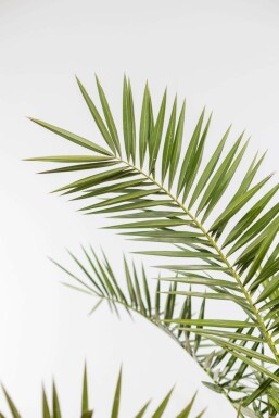 Canarische Dadelpalm / Phoenix Canariensis struik 100-125 cm