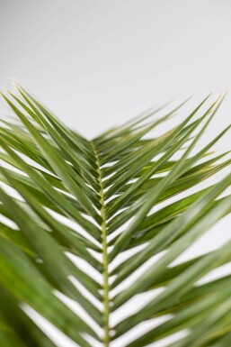 Canarische Dadelpalm / Phoenix Canariensis struik 100-125 cm