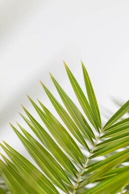 Canarische Dadelpalm / Phoenix Canariensis struik 100-125 cm