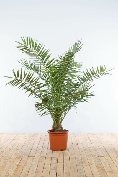 Canarische Dadelpalm / Phoenix Canariensis struik 125-150 cm