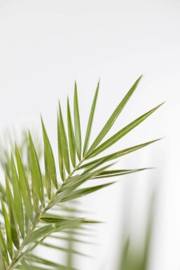Canarische Dadelpalm / Phoenix Canariensis struik 125-150 cm