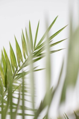 Canarische Dadelpalm Phoenix Canariensi Struik 125-150 Pot Canarische Dadelpalm / Phoenix Canariensis struik 125-150 cm