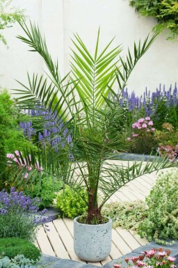 Canarische Dadelpalm Phoenix Canariensi Struik 150-175 Pot Canarische Dadelpalm / Phoenix Canariensis struik 150-175 cm