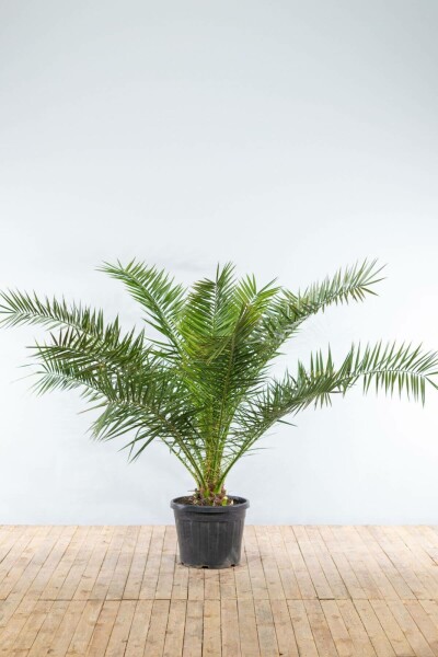 Canarische Dadelpalm Phoenix Canariensi Struik 175-200 Pot Canarische Dadelpalm / Phoenix Canariensis struik 175-200 cm