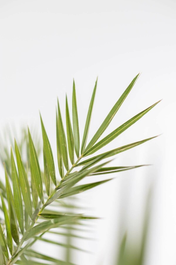 Canarische Dadelpalm Phoenix Canariensi Struik 175-200 Pot Canarische Dadelpalm / Phoenix Canariensis struik 175-200 cm