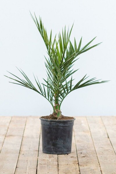 Canarische Dadelpalm / Phoenix Canariensis struik 20-40 cm