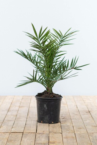Canarische Dadelpalm / Phoenix Canariensis struik 40-60 cm