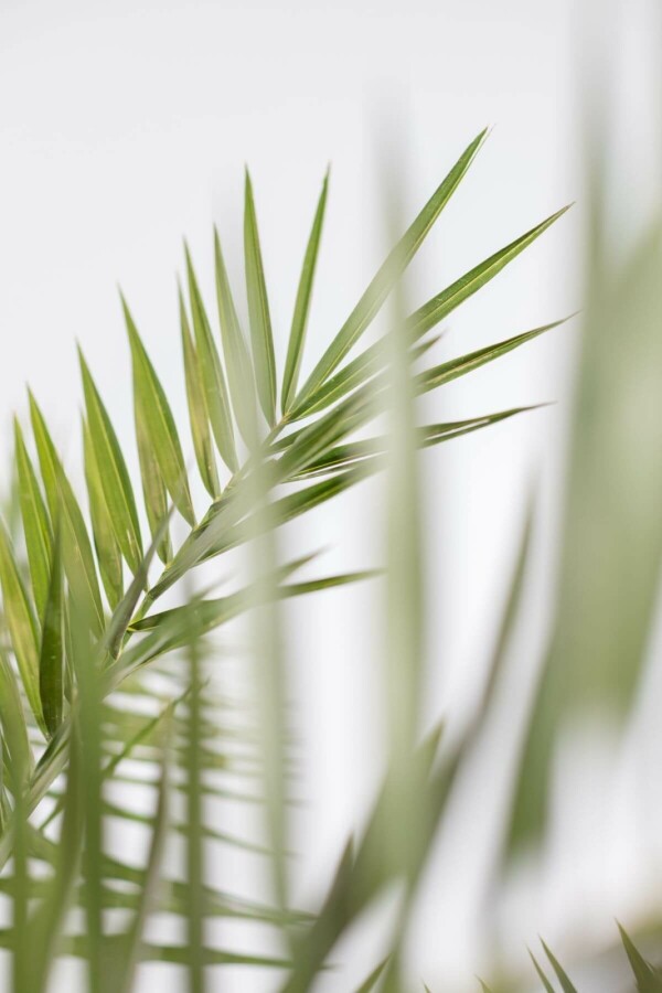 Canarische Dadelpalm Phoenix Canariensi Struik 40-60 Pot Canarische Dadelpalm / Phoenix Canariensis struik 40-60 cm