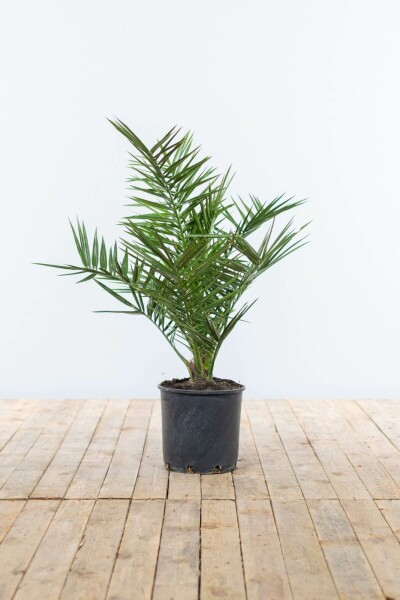 Canarische Dadelpalm / Phoenix Canariensis struik 60-80 cm