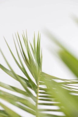 Canarische Dadelpalm Phoenix Canariensi Struik 60-80 Pot Canarische Dadelpalm / Phoenix Canariensis struik 60-80 cm