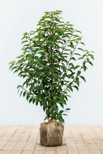 Laurierkers / Portugese Laurier Prunus Lusitanica Angustifolia 60-80 cm