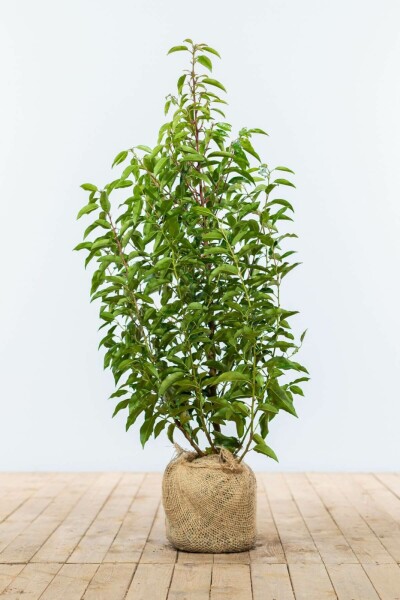 Laurierkers / Portugese Laurier Prunus Lusitanica Angustifolia 80-100 cm