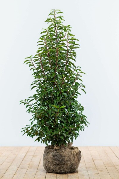 Laurierkers / Portugese Laurier Prunus Lusitanica Angustifolia 100-125 cm