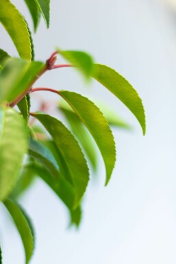 Laurierkers / Portugese Laurier Prunus Lusitanica Angustifolia 100-125 cm