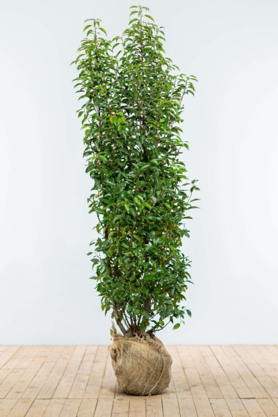 Laurierkers / Portugese Laurier Prunus Lusitanica Angustifolia 175-200 cm