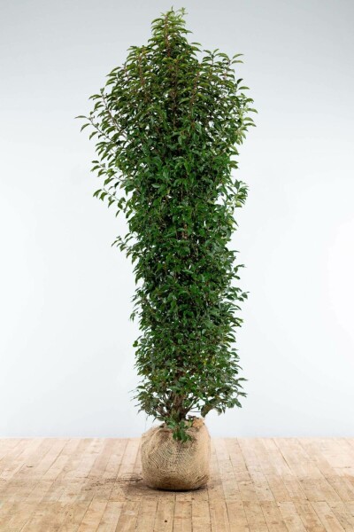 Laurierkers / Portugese Laurier Prunus Lusitanica Angustifolia 200-225 cm