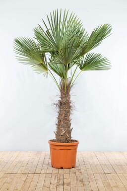 Chinese Waaierpalm Trachycarpus Fortunei Op stam Stamhoogte 100-120 Hoogte 225-250 Pot