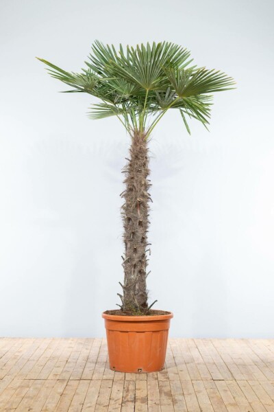 Chinese Waaierpalm / Trachycarpus Fortunei op stam 225-250 cm