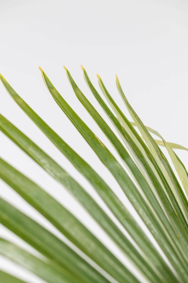 Chinese Waaierpalm Trachycarpus Fortunei Op stam Stamhoogte 15-20 Hoogte 80-100 Pot Chinese Waaierpalm / Trachycarpus Fortunei op stam 80-100 cm