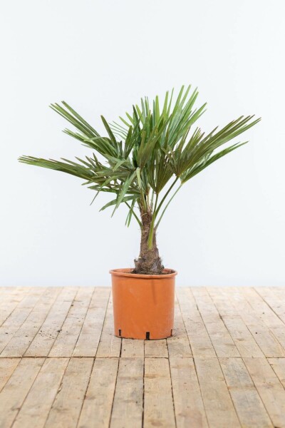 Chinese Waaierpalm / Trachycarpus Fortunei op stam 100-125 cm