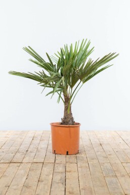 Chinese Waaierpalm Trachycarpus Fortunei Op stam Stamhoogte 20-30 Hoogte 100-125 Pot Chinese Waaierpalm / Trachycarpus Fortunei op stam 100-125 cm