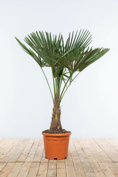 Chinese Waaierpalm / Trachycarpus Fortunei op stam 100-125 cm