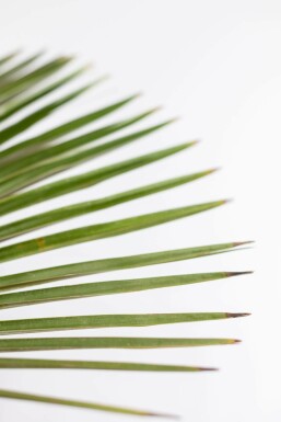 Chinese Waaierpalm / Trachycarpus Fortunei op stam 100-125 cm
