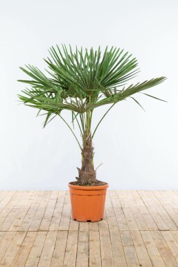 Chinese Waaierpalm / Trachycarpus Fortunei op stam