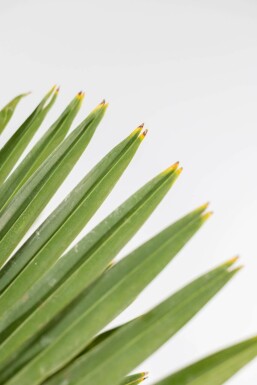 Chinese Waaierpalm / Trachycarpus Fortunei op stam 125-150 cm
