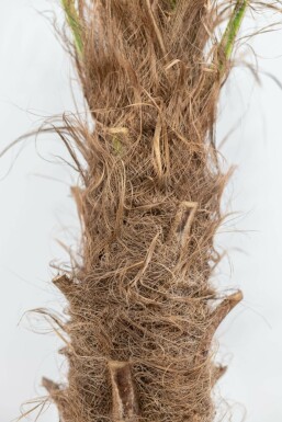 Chinese Waaierpalm Trachycarpus Fortunei Op stam Stamhoogte 60-80 Hoogte 175-200 Pot Chinese Waaierpalm / Trachycarpus Fortunei op stam 175-200 cm