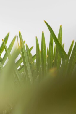 Chinese Waaierpalm Trachycarpus Fortunei Op stam Stamhoogte 60-80 Hoogte 175-200 Pot Chinese Waaierpalm / Trachycarpus Fortunei op stam 175-200 cm