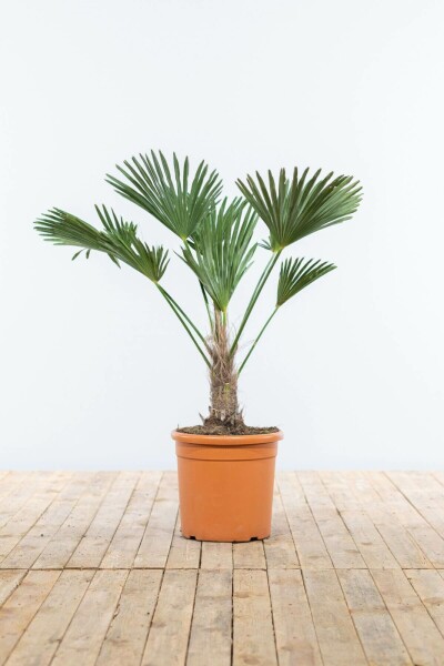 Wagnerpalm / Trachycarpus Wagnerianus op stam 80-100 cm