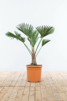 Wagnerpalm Trachycarpus Wagnerianus Op stam 15-20 80-100 Pot Wagnerpalm / Trachycarpus Wagnerianus op stam 80-100 cm