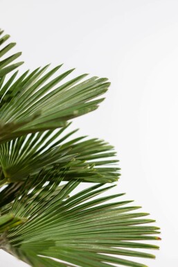 Wagnerpalm / Trachycarpus Wagnerianus op stam 80-100 cm