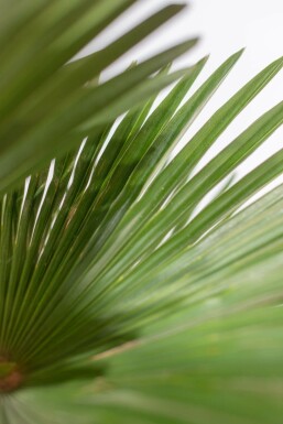 Wagnerpalm / Trachycarpus Wagnerianus op stam 80-100 cm