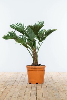 Wagnerpalm / Trachycarpus Wagnerianus op stam 80-100 cm
