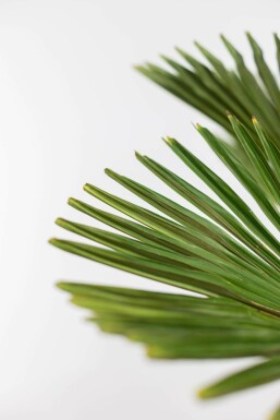 Wagnerpalm / Trachycarpus Wagnerianus op stam 80-100 cm