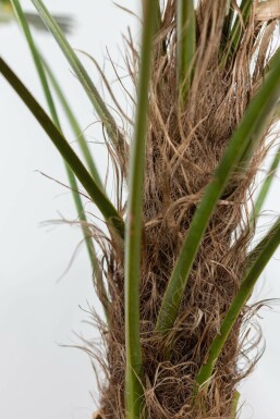 Wagnerpalm / Trachycarpus Wagnerianus op stam 80-100 cm