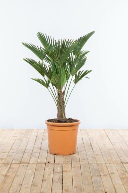 Wagnerpalm / Trachycarpus Wagnerianus op stam 100-125 cm