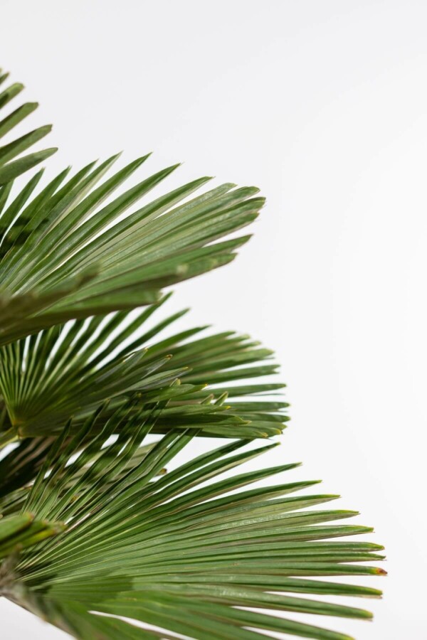 Wagnerpalm Trachycarpus Wagnerianus Op stam 40-50 100-125 Pot Wagnerpalm / Trachycarpus Wagnerianus op stam 100-125 cm