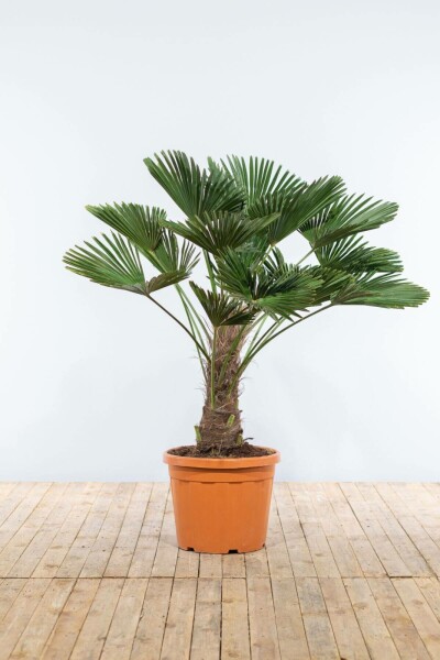 Wagnerpalm / Trachycarpus Wagnerianus op stam 150-175 cm