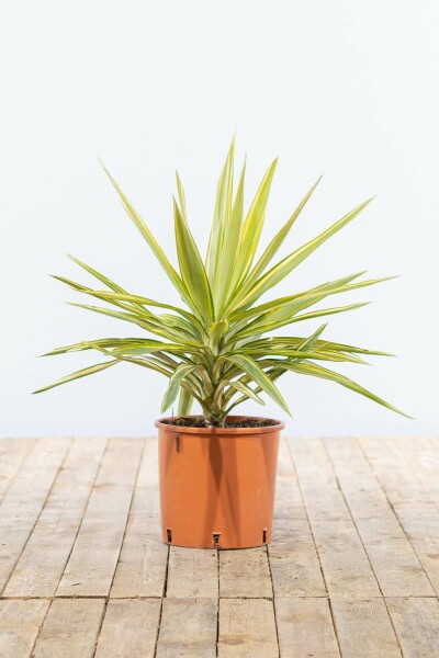 Palm / Yucca Elephantipes Jewel struik 60-80 cm