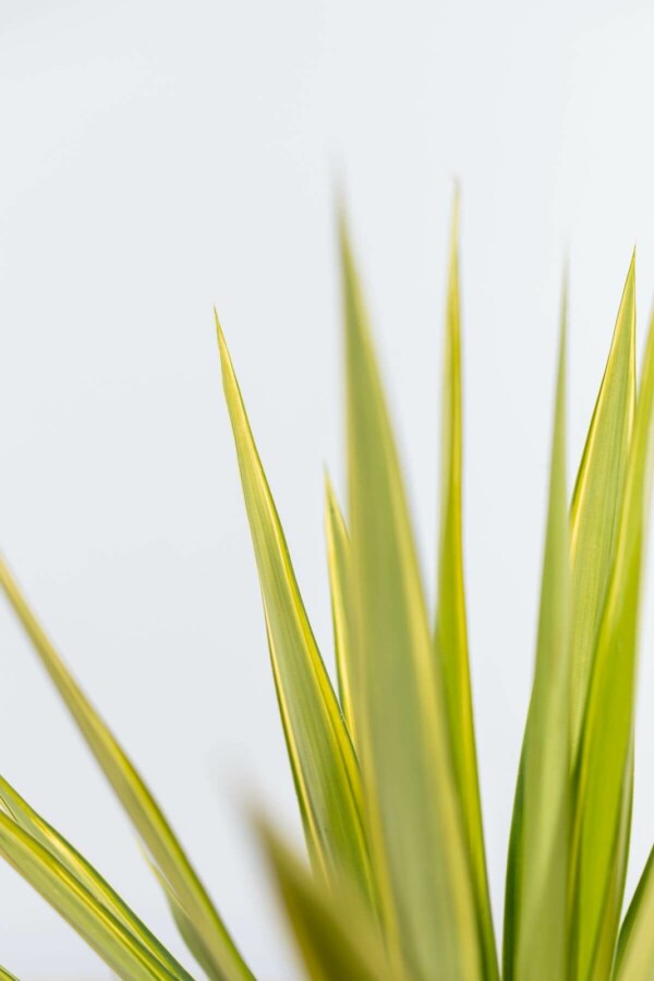 Palm Yucca Elephantipes Jewel Struik 60-80 Pot Palm / Yucca Elephantipes Jewel struik 60-80 cm